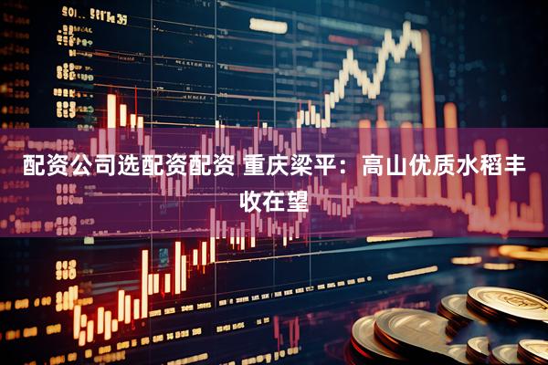 配资公司选配资配资 重庆梁平：高山优质水稻丰收在望